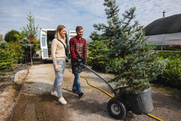 Best Tree Removal Near Me  in Drexel, NC